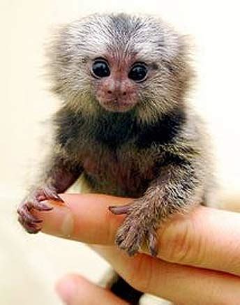 What is a Finger Monkey? | Animal Pictures and Facts | FactZoo.com