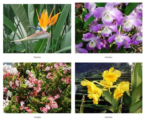 Madeira Flowers - The charm of our flowers