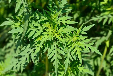 Giant Ragweed Plant