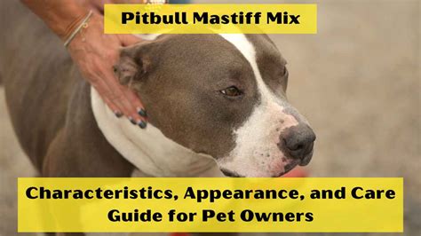 Pitbull Mastiff Mix: Characteristics, Appearance, and Care Guide for ...