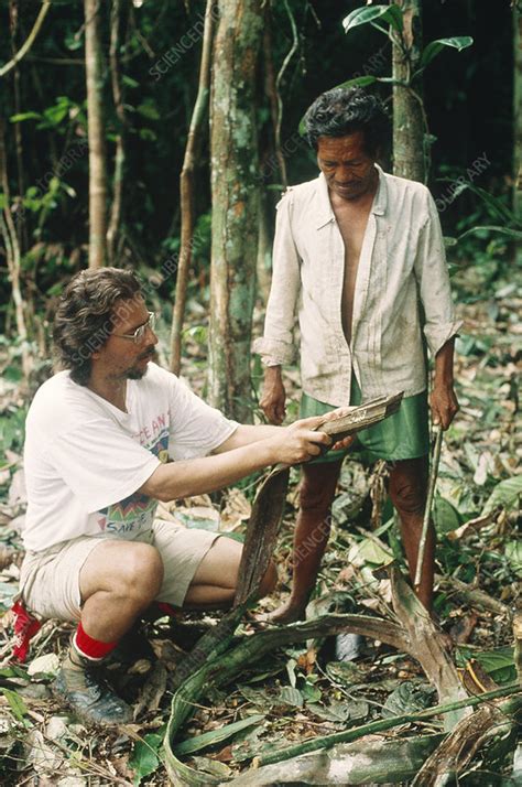 Medicinal plants in the Amazon rainforest - Stock Image - G355/0155 - Science Photo Library