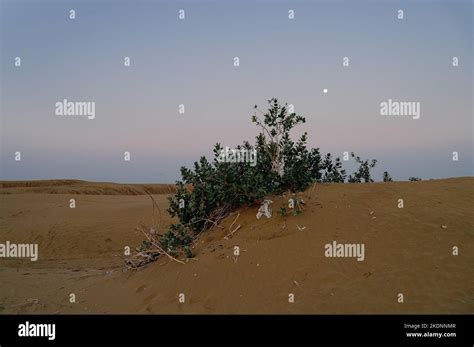 Moon set. View of Thar desert sand dunes , pre dawn light before sun ...