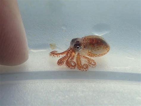 Behold this adorable baby octopus that lived in human trash – BGR