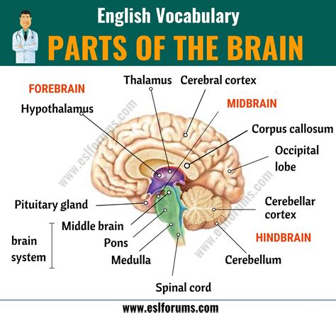 Different Parts Of Brain And Functions - Human Anatomy