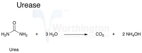 Urease - Worthington Enzyme Manual