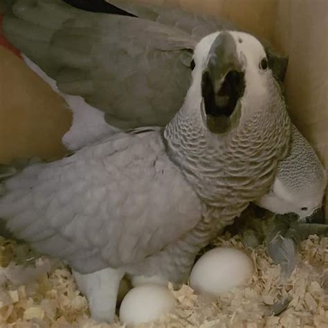 Baby African Grey Parrots Available | Terry's Parrot Farm