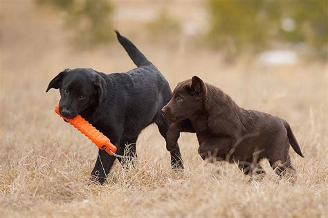 Labrador Retriever (Lab) Puppies For Sale