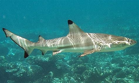 Blacktip Reef Shark - Fishes World - HD Images & Free Photos