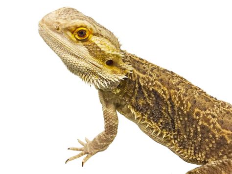 Pogona Lizard - Hutchings Museum Institute