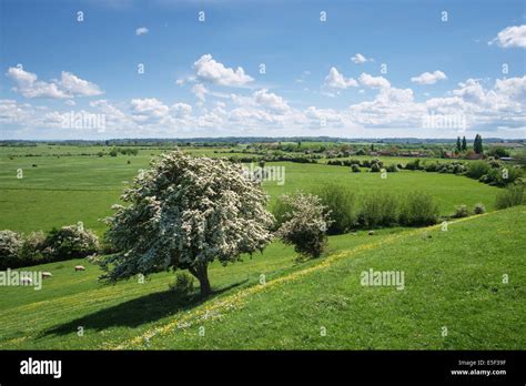 English countryside landscape of the Somerset Levels, Somerset, England ...