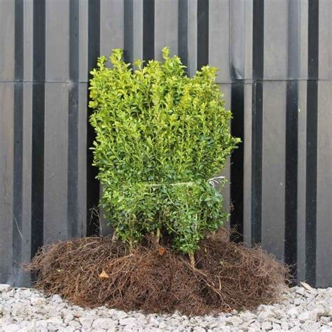 Box hedge plants | Hedging plants, Plants, Box hedging