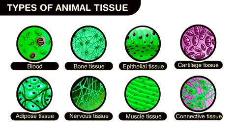 Animal Tissue - Types, Structure, and Functions