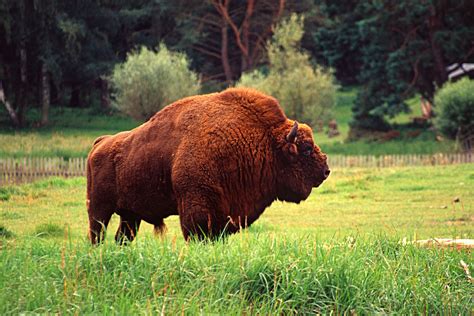 Wisent Vs American Bison - european bison vs american bison Archives ...