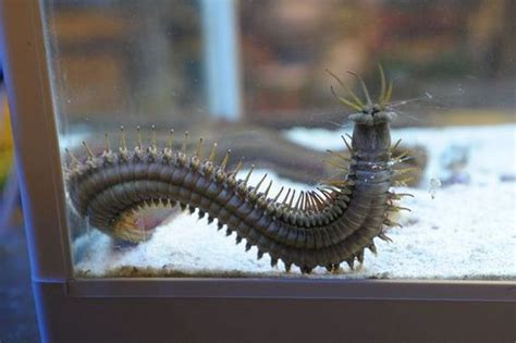 The Bobbit Worm Is Extremely Creepy - Barnorama