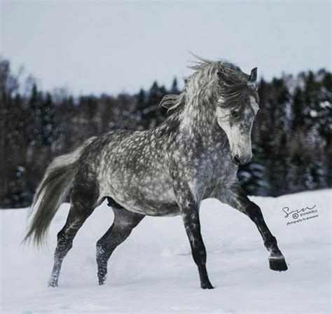 dapple gray in snow All The Pretty Horses, Beautiful Horses, Animals ...