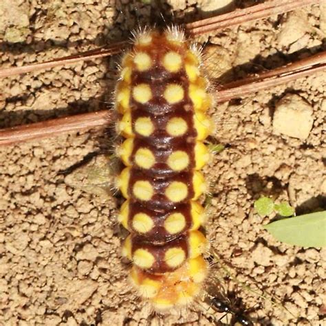 White Flannel Moth Caterpillar- Hodges#4650 - Dorsal - Norape cretata ...