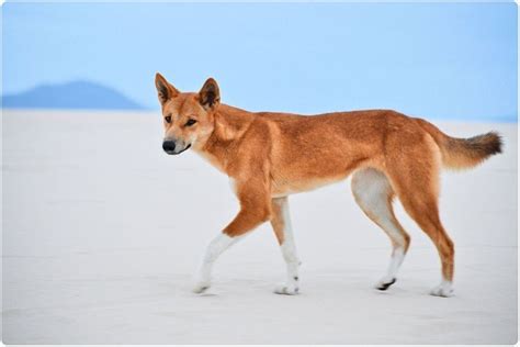 Research challenges perception that dingoes are virtually extinct in the wild