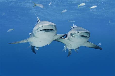 Free photo: Sharks 2 - Con2011, Fiji, Fish - Free Download - Jooinn