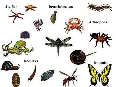 Invertebrates Vertebrates And Invertebrates, Animals Name, 40% OFF