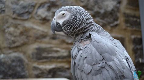 African Grey Parrot Personality, Food & Care - Known Pets