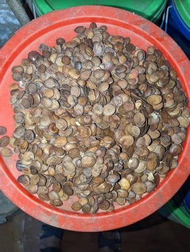 Dried Bauhinia Tree Seeds For Agriculture, Packaging Size: 1kg at Rs 600/kg in Varanasi