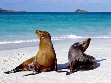 Galápagos Sea Lion – "OCEAN TREASURES" Memorial Library