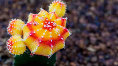 5 Types of Cacti Succulents - A-Z Animals