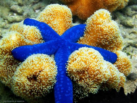 Sea Stars wallpaper | 1024x768 | #46624