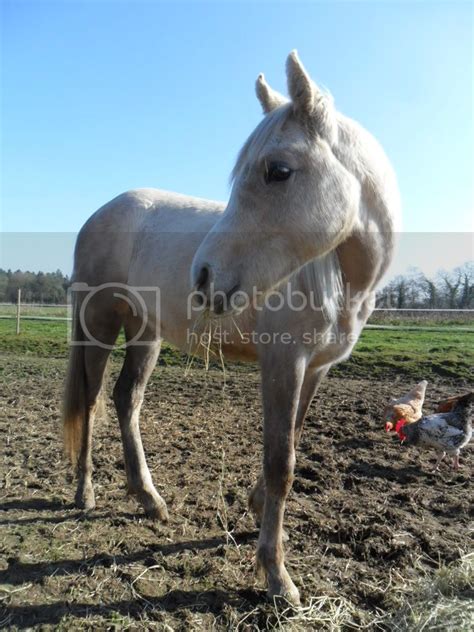 Will my Palomino filly turn grey - The Horse Forum