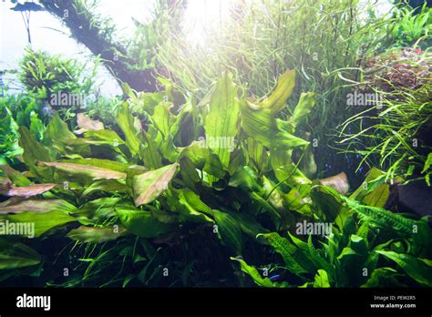 Underwater scene. Marine green seaweed Stock Photo - Alamy