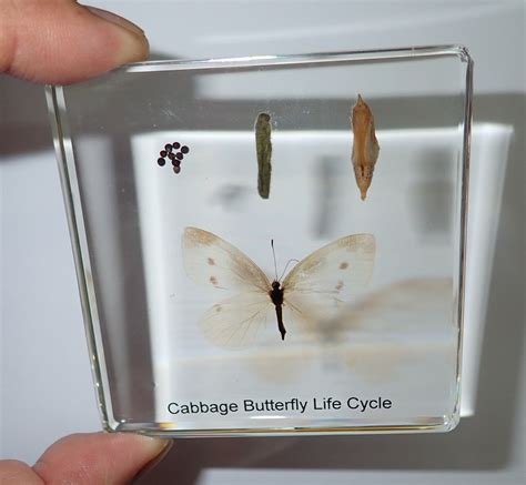 Cabbage Moth Life Cycle | ubicaciondepersonas.cdmx.gob.mx