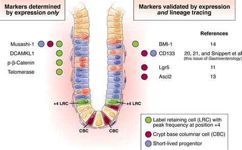 Prominin1 (CD133) as an Intestinal Stem Cell Marker: Promise and Nuance ...