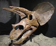 Triceratops - Wikipedia