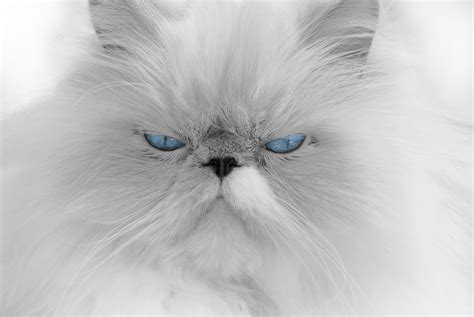 white persian cat free image | Peakpx