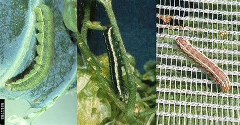 Armyworms and Cutworms | USU