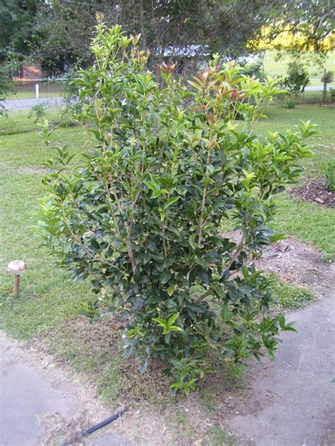 Davy's Louisiana Gardening Blog: Sweet Olive!