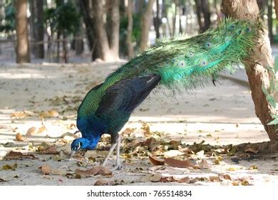 4.048 Peacock Eating Images, Stock Photos, 3D objects, & Vectors | Shutterstock