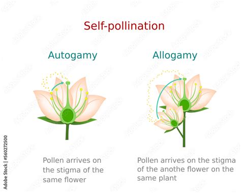 Self-pollination. Diagram showing pollination of flower, allogamy and autogamy. For botany study ...