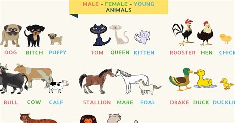 Many animals, particularly domesticated, have specific names for males, females, young, and ...