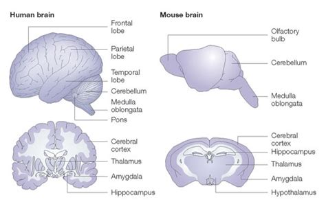 Of mice and men - Neuromag