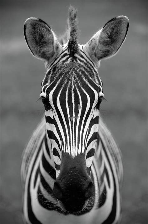 Zebra Face