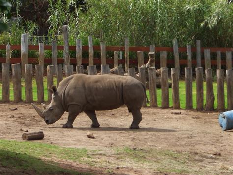 Stu @ the Zoo: Perth Zoo review