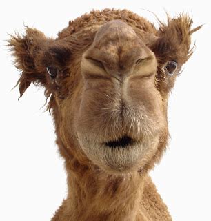 Latest Funny Pictures: Funny Camel Face