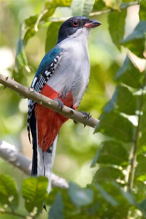 Cuban Trogon, Cuba's national bird (Zapata Swamp, Cuba, February 2005 ...