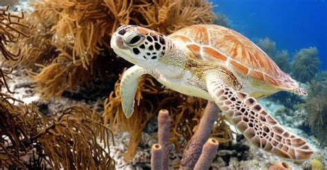 Sea Turtle Spirit Animal Symbolism & Meaning - A-Z Animals