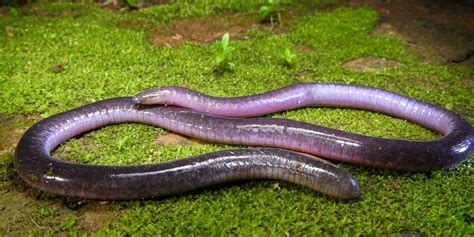 The Amazing Caecilians — Tetrapod Zoology