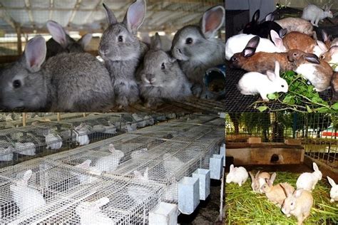 Business Ideas | Small Business Ideas: Commercial Rabbit Farming ...