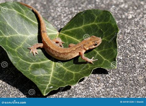 Smooth Newt Nymph Triturus Vulgaris Swimming In The Water. Green ...