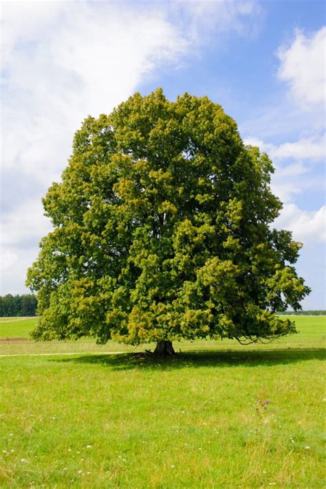 Linden Tree Facts (Tilia americana) - The Tree Authority