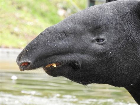 Tapir Teeth | SIMILAR BUT DIFFERENT IN THE ANIMAL KINGDOM